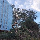 Imagen de un árbol caído en la zona de la Vega.