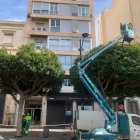 Los trabajadores de Zonas Verdes en los árboles del Paseo de Almería tras el temporal