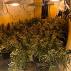 Imagen del cultivo \'indoor\' encontrado en La Mojonera.