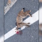 El ejemplar, encontrado fallecido en Vélez-Rubio.