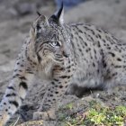 Imagen de archivo de un ejemplar de lince ibérico. Foto: MITECO.