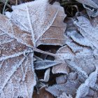 La escarcha, un fenómeno que no se veía desde principios del invierno pasado