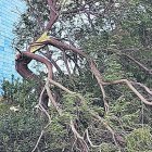 Árbol quebrado por un temporal de viento.