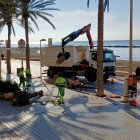 Retirada de una de las palmeras del paseo marítimo
