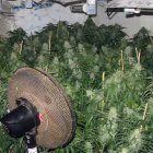 Imágenes del cultivo proporcionadas por la Guardia Civil.