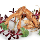 El Pelargonium sidoides es más conocido como geranio africano porque es originario de Sudáfrica