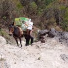 El animal cargando parte del envío soiidario.