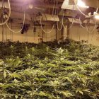 Plantación de marihuana.