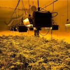 Marihuana intervenida.