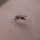 Imagen de Pixabay de un mosquito.