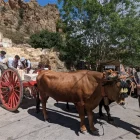 Durante la recreación también se puede observar cómo los bueyes transportaban antaño el mármol.