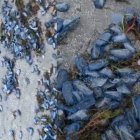Imágenes del video recogido por Isabel Vivancos en Vera Playa.