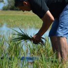 Arrozales sevillanos de donde llega agua para regar el Almanzora  a través del canal del Negratín.