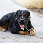 Un perro con bozal, en una imagen de archivo.