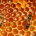 La Apis mellifera se convierte en una especie importante para producir miel, cera y todos los subproductos