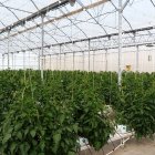 Imagen de archivo de un invernadero almeriense.