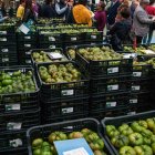 Tomate de Almería preparado para su comercialización.