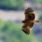 Imagen de archivo de un águila calzada.