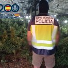 Los agentes actuaron en seis invernaderos de Matagorda donde se cultivaba marihuana.