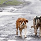 En 2023, fueron recogidos de las calles españolas más de 286.000 perros y gatos.