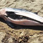 El cadáver del delfín. Imagen extraída del vídeo de Equinac.