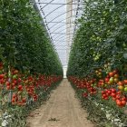 Andalucía rompe récord en exportaciones agroalimentarias con 8.903 millones de euros.