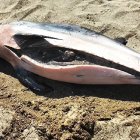 Delfín rajado en una playa de Almerimar (El Ejido).