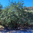 Algarrobo almeriense situado de camino a la Cala del Plomo.