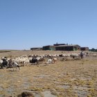 Herminio López,  en Casa Tejada, con sus perros y su rebaño al fondo
