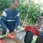 Dos trabajadores inmigrantes en una explotación de tomates.