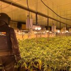 Plantación de marihuana.