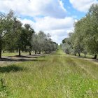 El cultivo con mayor huella de suelo (es decir, menos producción de alimento en proporción a la erosión que genera) es el olivar