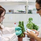 Sensor que permite seguir en tiempo real el estado de las plantas