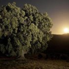 Fotografía ganadora del Safari Fotográfico 'Sierra de Serón' en 2014.