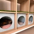 Uno de los nueve gatos de la primera gatoteca de Almería.