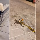 Diferentes estampas de la noche de Halloween en Almería.