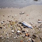 Rata muerta en la orilla de Costacabana.