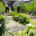 Plantación de marihuana en El Ejido.