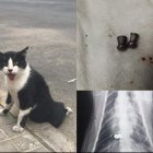 Un gato con perdigones en su interior.