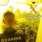 Un agente de la Guardia Civil en la plantación.