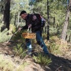 Setas ligadas a bosques jóvenes como en níscalo, el pie azul o la pata de perdiz pueden encontrarse en la zona de El Serbal. Foto de V. N.