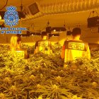 Agentes de la Policía Nacional en el interior de una plantación.