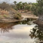 Imagen del mal estado de las aguas y vegetación del parque.