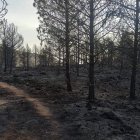 Una zona de pinar totalmente calcinada en la Sierra de Gádor.