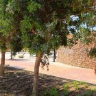 La nueva vegetación llega al \'Gran Parque de las Familias\' de El Ejido.