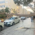 Árbol caído en las 500 viviendas.