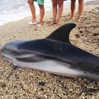 Delfín muerto en la costa de Cuevas. 