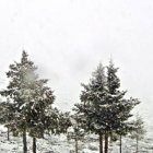 Imagen de Calar Alto, cubierto de nieve.