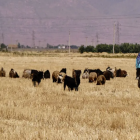 Han desarrollado una herramienta innovadora para mejorar la gestión del pastoreo en la ganadería extensiva