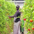 Un jornalero inmigrante laborando en un invernadero almeriense.